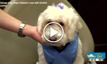 Therapy Dog Helps Patients Cope with Dentist Anxiety