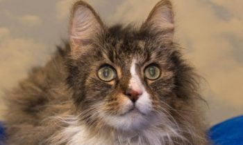 Happy Tales Adoptable Pet of the Week – Eugene #0294