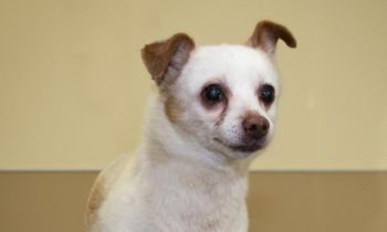 Happy Tales Adoptable Pet of the Week – Oscar #0420