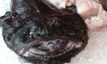 Fishermen promoting ‘nightmare’ monkfish as affordable seafood