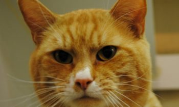 Happy Tales Pet of the Week – Sunshine #1682