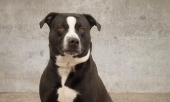 Happy Tales Pet of the Week – Tuxedo #1298