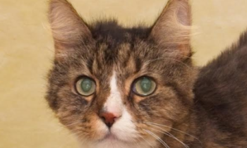 Happy Tales Pet of the Week: GARFIELD #0294