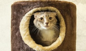 Happy Tales Pets of the Week – Tom & Jerry