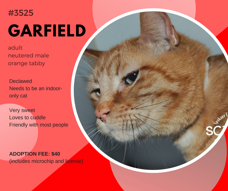 garfield3525 (1)