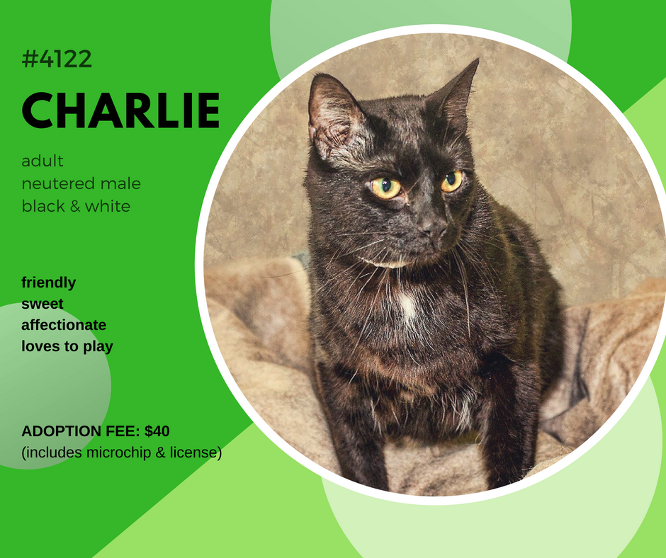 charlie4122