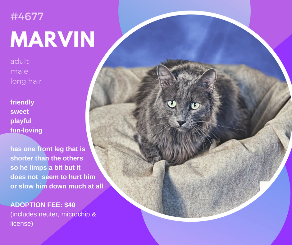 marvin4677