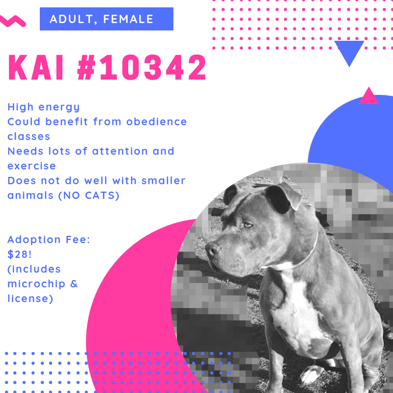 KAI #10342