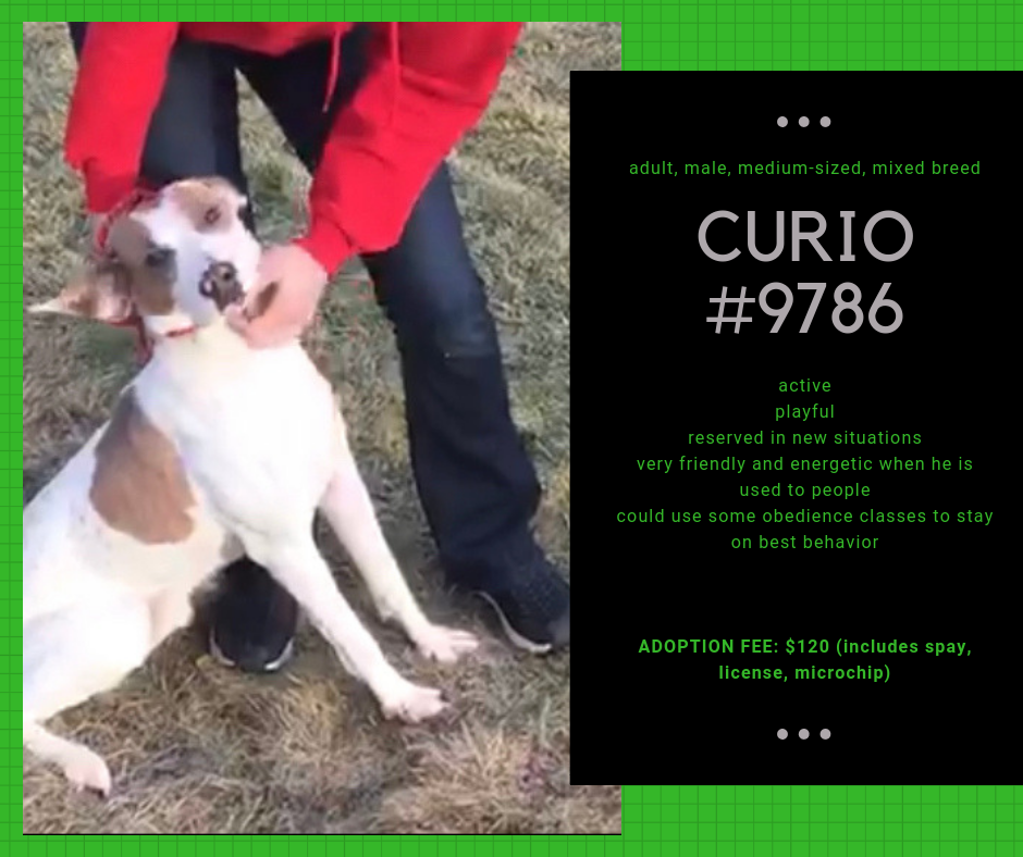 curio9786