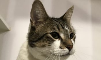 Happy Tales Pet of the Week – MARVIN #9932