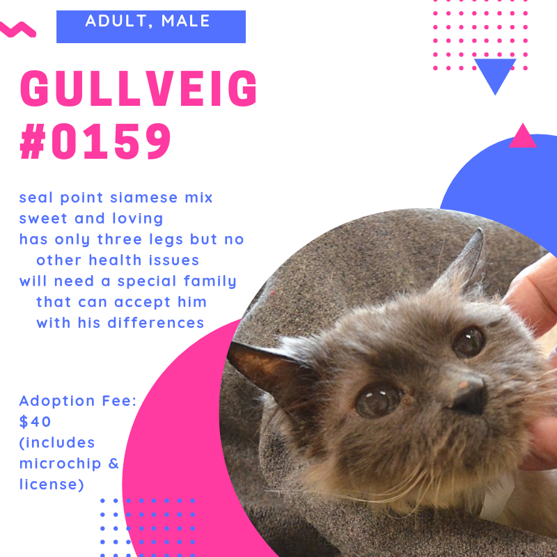 gullveig 0159