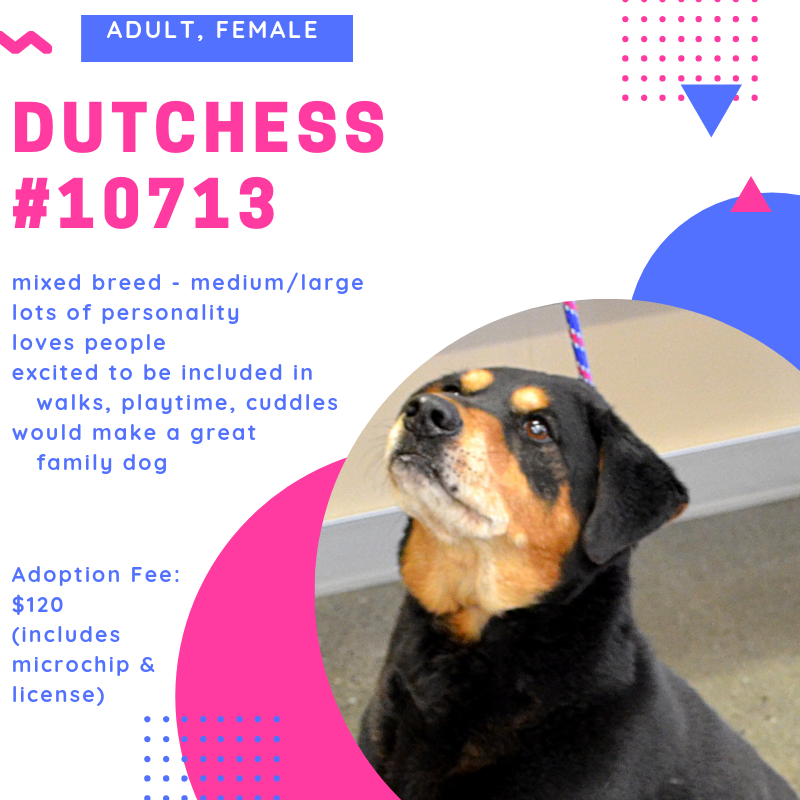 dutchess 10713