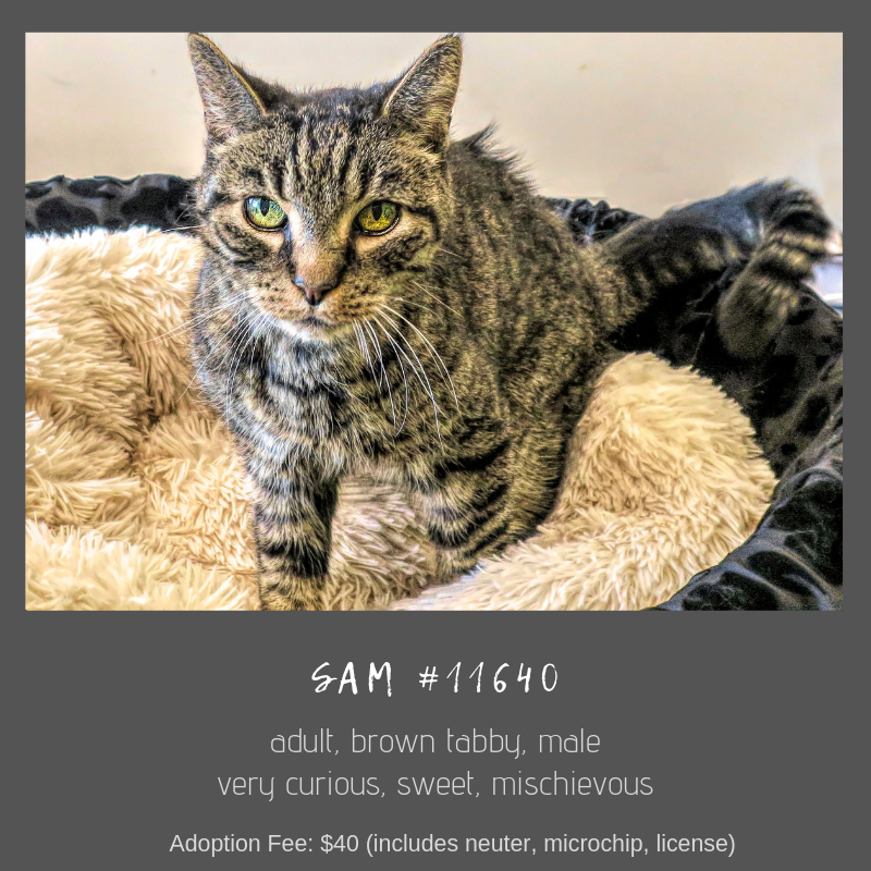 sam is a cat available for adoption at scraps 
