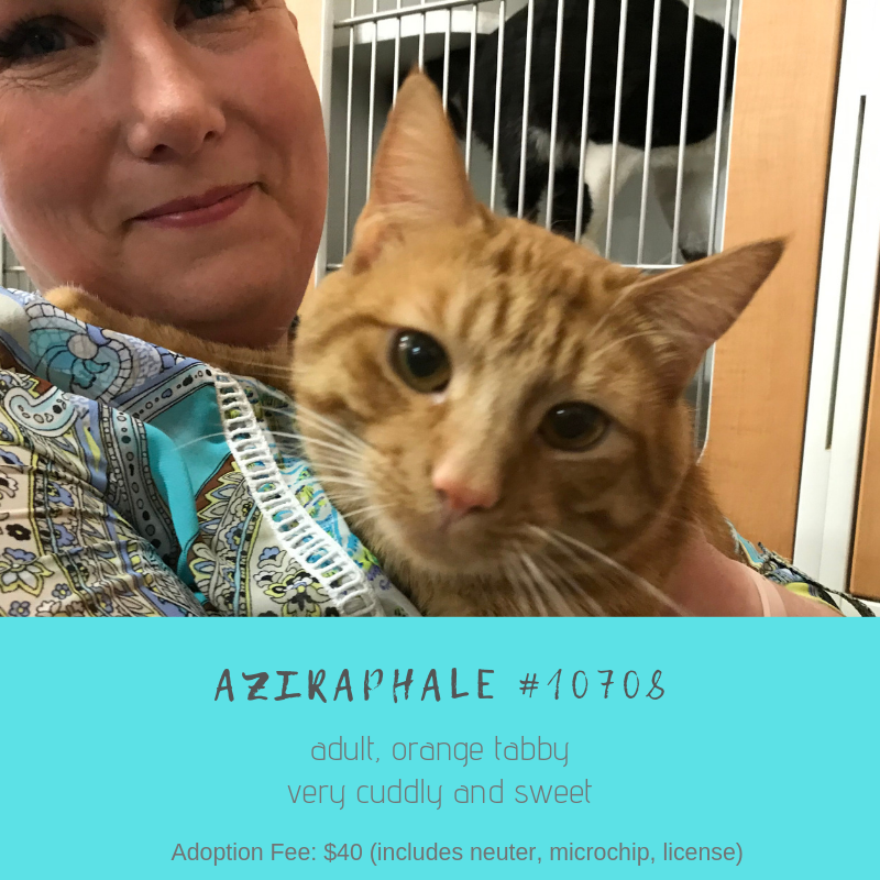 aziraphale is an orange tabby cat who is at scraps awaiting adoption