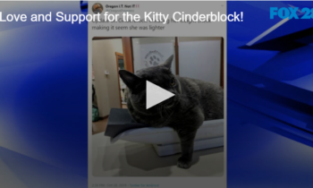 Love and Support for the Kitty Cinderblock!