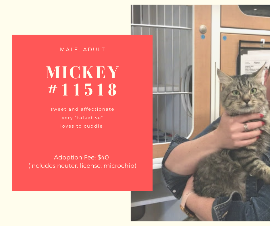 mickey is a sweet male tabby cat who is at scraps awaiting adoption