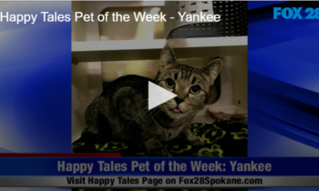 Happy Tales Pet of the Week – Yankee