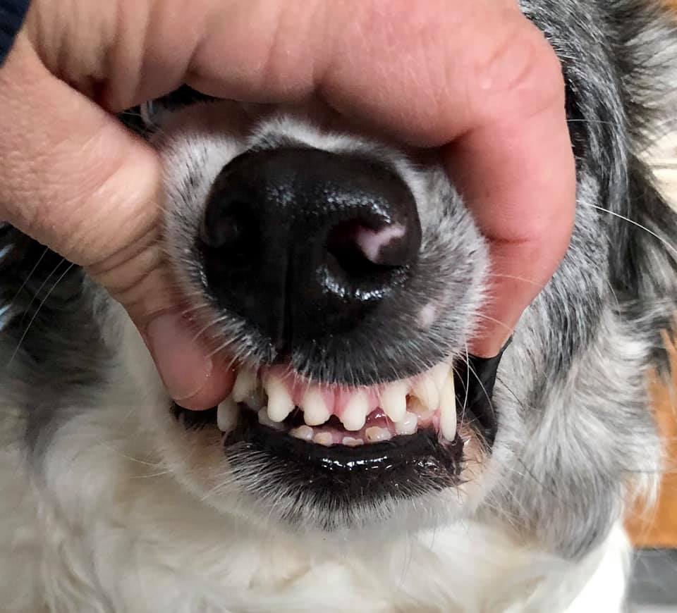 what to use to brush dogs teeth