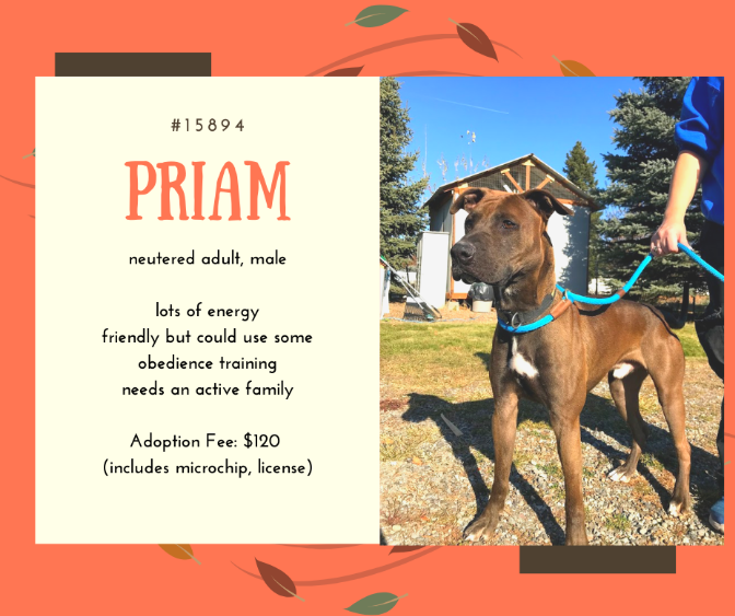 priam is a medium large mixed breed dog with reddish brown hair and a build like a hound he's active and looking for a family to adopt him