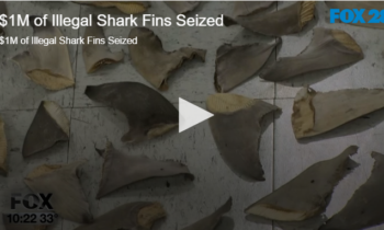 $1M of Illegal Shark Fins Seized