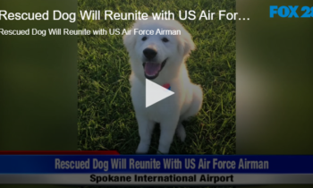 Rescued Dog Will Reunite with US Air Force Airman