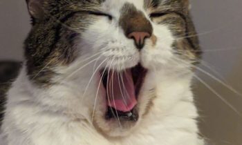 TEACHING A CAT TO USE A LITTER BOX INDOORS