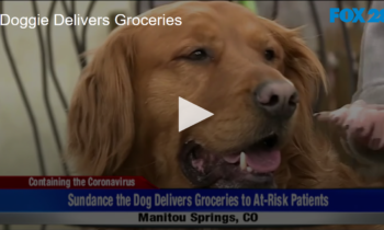 Doggie Delivers Groceries