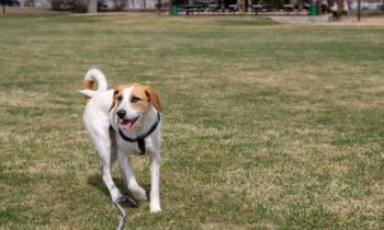 WALKING YOUR DOG WHILE SOCIAL DISTANCING