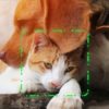 finding rover uses facial recognition software on dogs and cats to help owners find lost animals