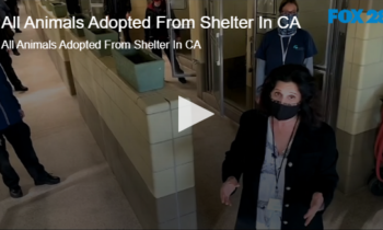 All Animals Adopted From Shelter In CA