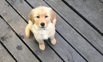 RAISING A PUPPY DURING THE PANDEMIC