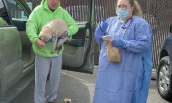 VETERINARY CLINICS AND CLIENTS ADJUSTING TO PANDEMIC PROTOCOLS