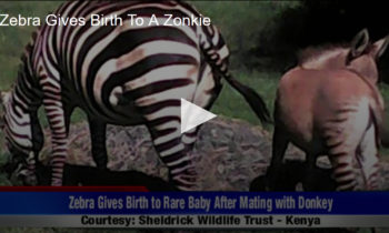 Zebra Gives Birth to a Zonkie