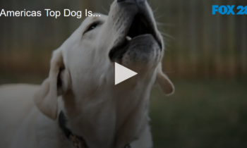 Americas Top Dog Is…