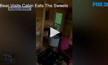 Bear Visits Cabin Eats The Sweets