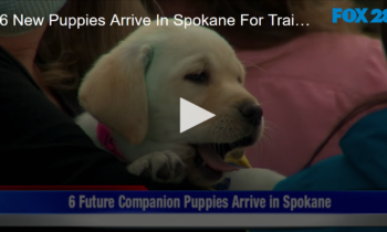 Six New Puppies Arrive in Spokane for Training