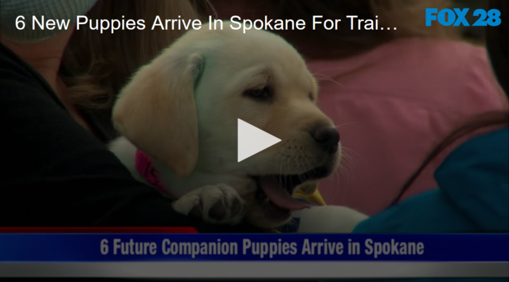 2020-05-13 Six New Puppies Arrive in Spokane for Training FOX 28 Spokane