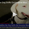 2020-05-27 Puddles The Dog Sniffs Out Invasive Muscles FOX 28 Spokane