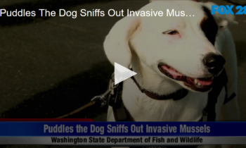 Puddles The Dog Sniffs Out Invasive Muscles