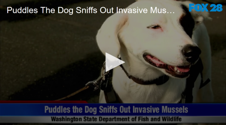 2020-05-27 Puddles The Dog Sniffs Out Invasive Muscles FOX 28 Spokane