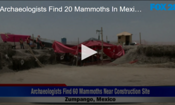 Archaeologists Find 20 Mammoths In Mexico Construction Site