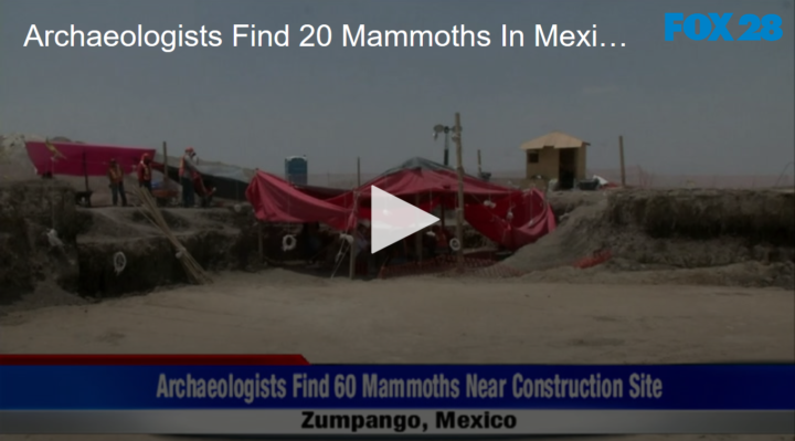 2020-05-28 Archaeologists Find 20 Mammoths In Mexico Construction Site FOX 28 Spokane