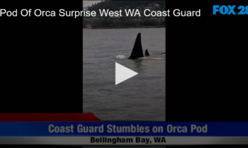 Pod Of Orca Surprise West WA Coast Guard