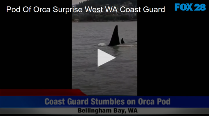 2020-05-29 Pod Of Orca Surprise West WA Coast Guard FOX 28 Spokane