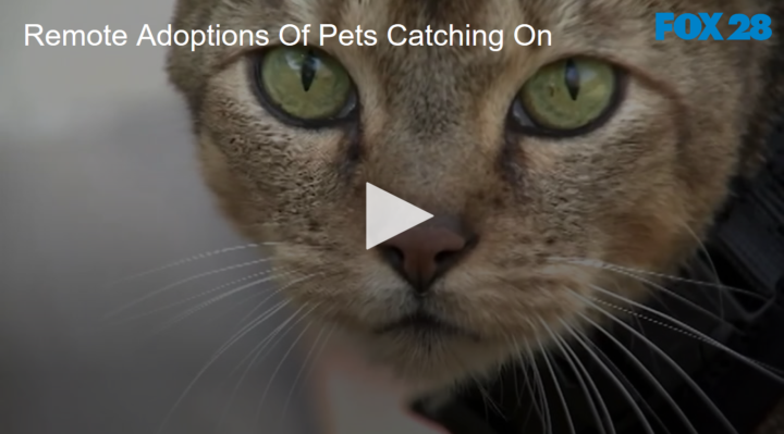 2020-06-04 Remote Adoptions Of Pets Catching On FOX 28 Spokane