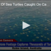 Thousands Of Sea Turtles Caught On Camera