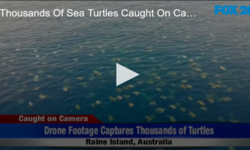 Thousands Of Sea Turtles Caught On Camera