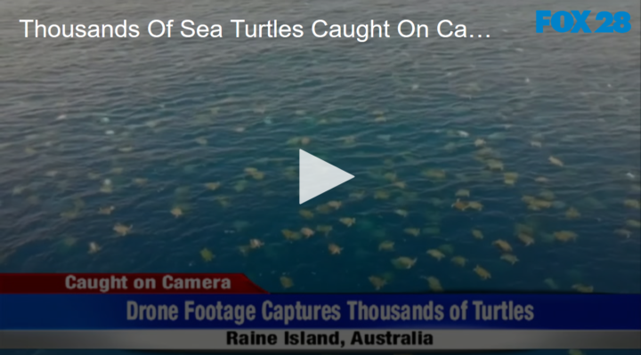 2020-06-10 Thousands Of Sea Turtles Caught On Camera FOX 28 Spokane