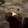 Go Diego GO. 100 yr Old Tortoise Saves Species