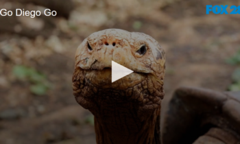 Go Diego GO. 100 yr Old Tortoise Saves Species